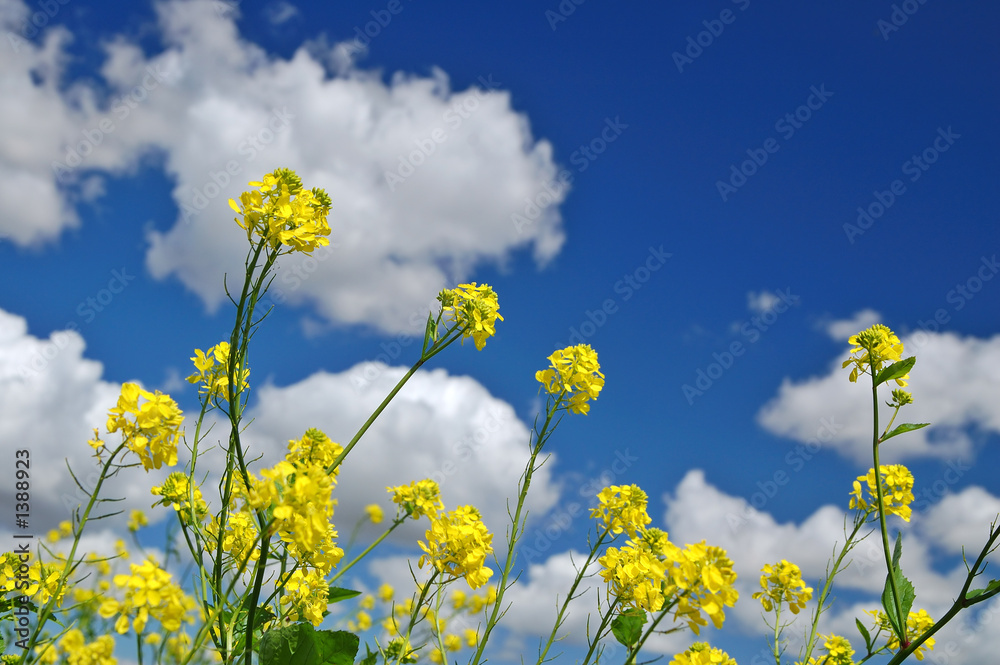 rural spring meadow rural spring meadow