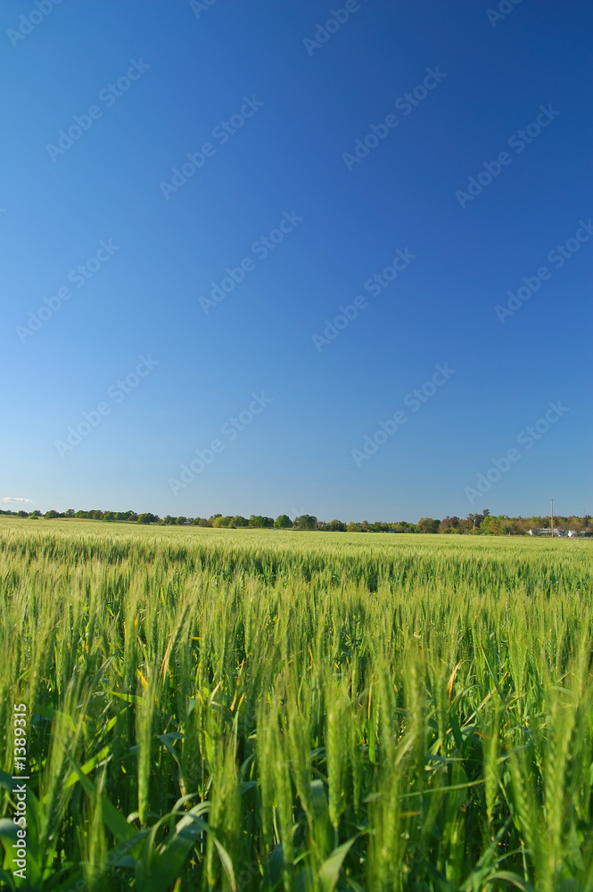 rural spring countryside