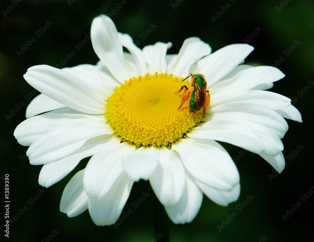 bee on flower bee on flower