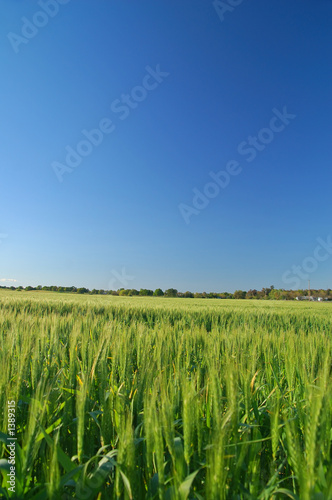 rural spring countryside