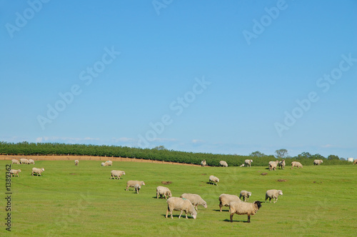rural pasture