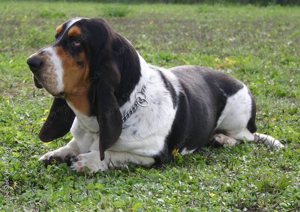 basset dans  l'herbe