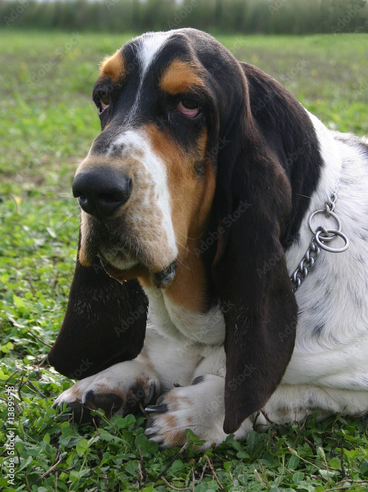 portrait de basset hound