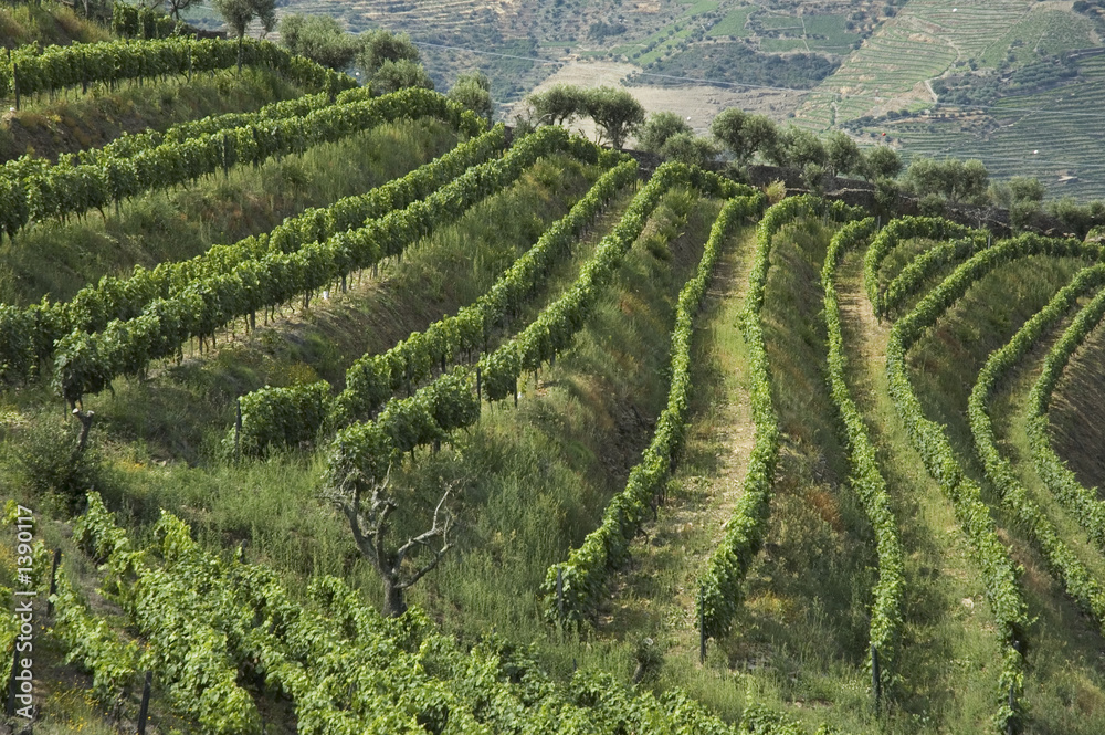 wine terraces