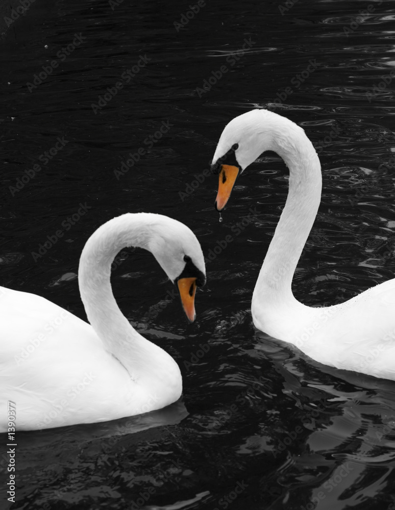 Fototapeta premium two swans