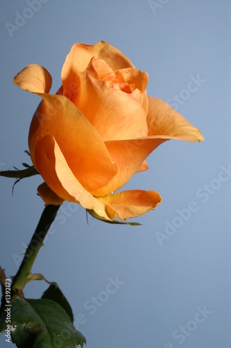 a yellow rose