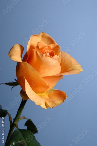 a yellow rose