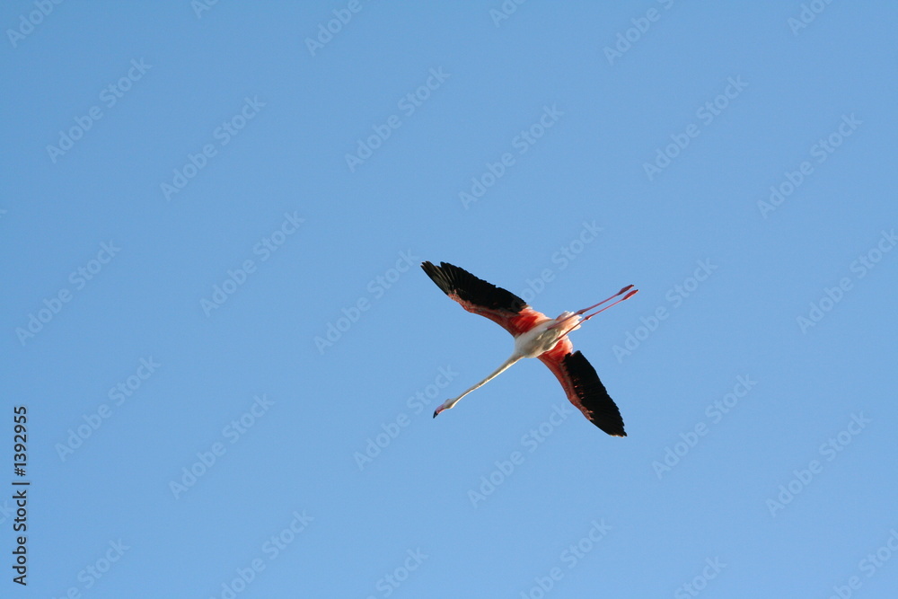 Obraz premium flamant rose en vol