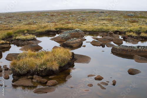 muskeg