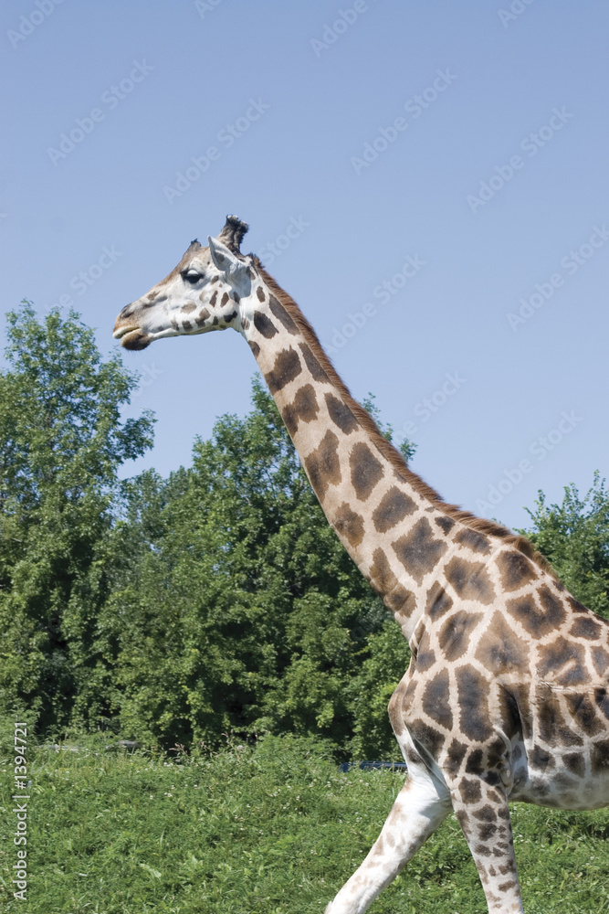 Obraz premium girafe walking