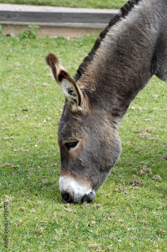 donkey eating