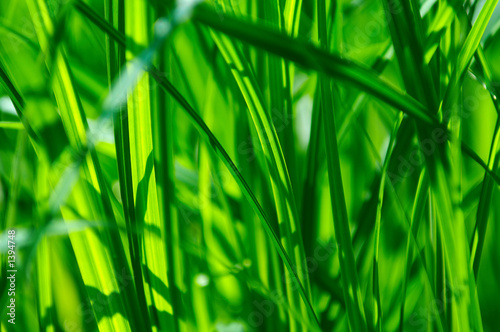 detail of green grass