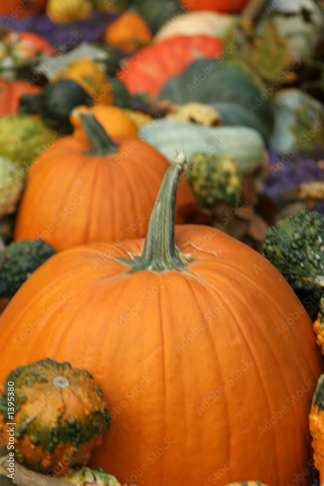 pumpkins pumpkins