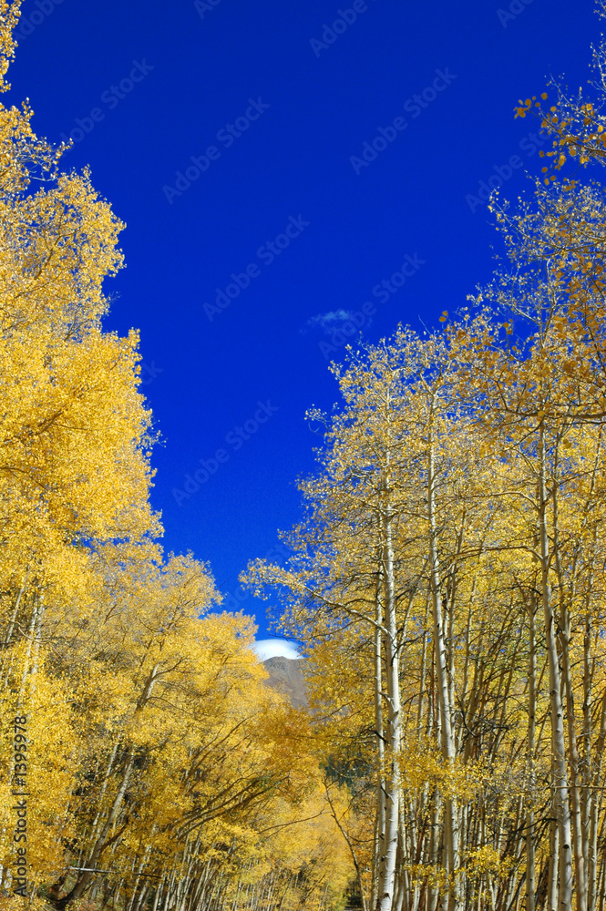 fall mountains fall mountains