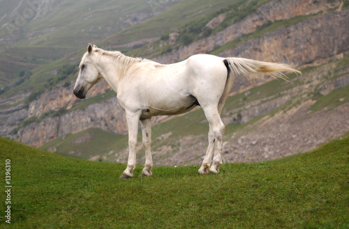 white horse at the top of the hill