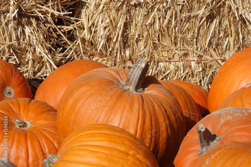 pumpkins