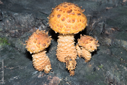 Bild auf Leinwand golden pholiota