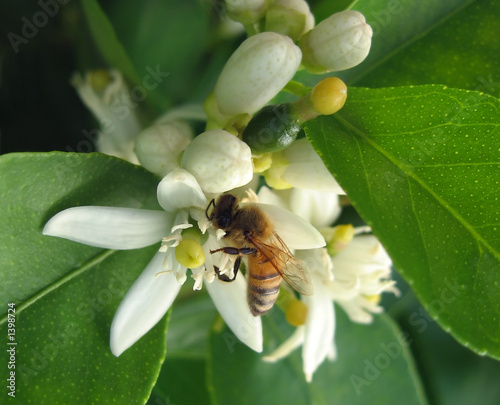 bee pollination