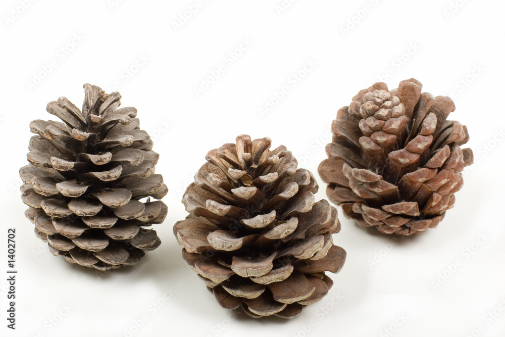 three pine cones three pine cones