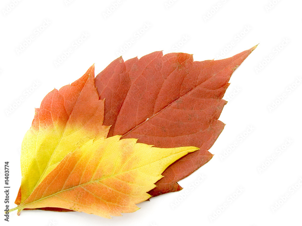 bright autumn leaves bright autumn leaves