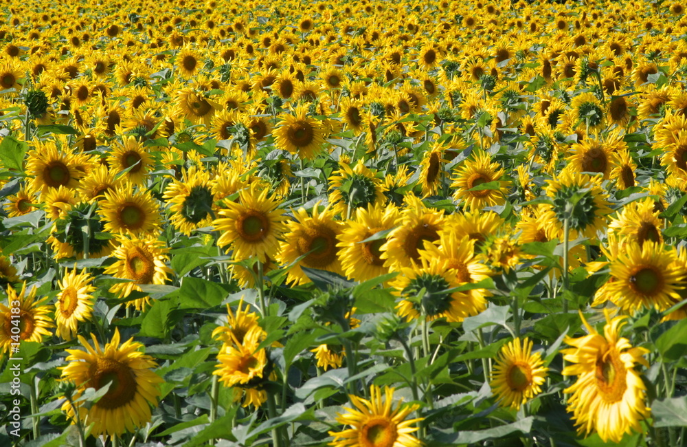 sunflowers perspective