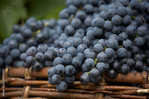 Wallpaper Mural harvest of blue grape Torontodigital.ca