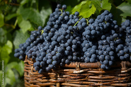 harvest of blue grape