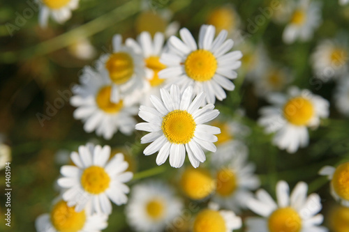 field of camomile