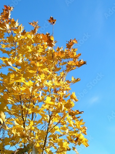 yellow leaves and blue sky