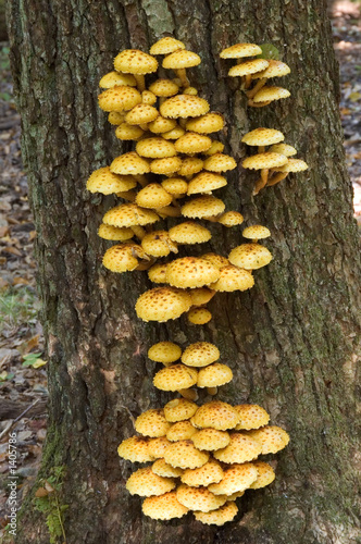 tree fungus golden scalycap (pholiota aurivella)