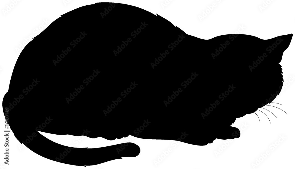 black cat black cat