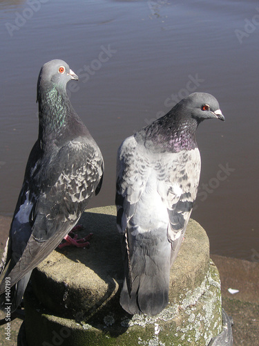 pigeons photo