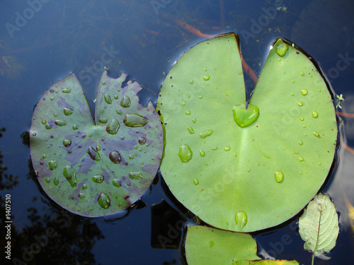 Fotografiet droplets of water on lily pads
