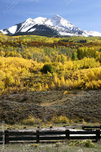 fence, aspens and trees