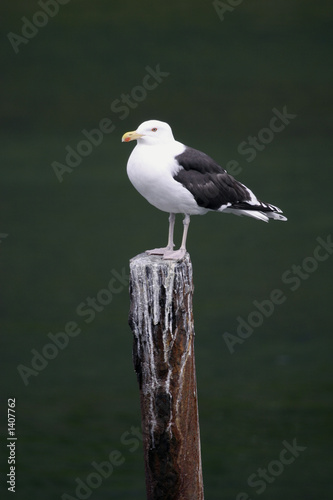 Photos mouette goéland