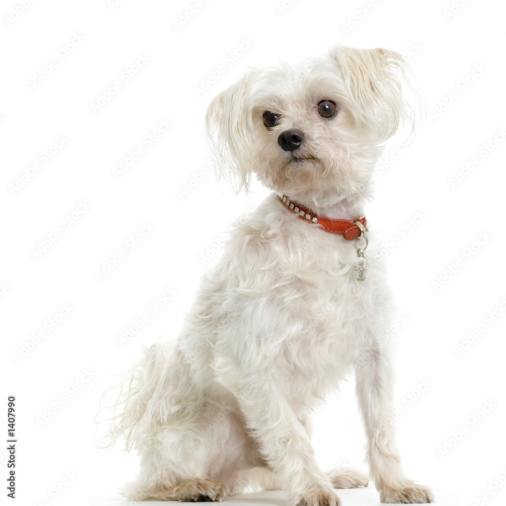 bichon maltais croisé avec un yorkshire Stock Photo Adobe Stock