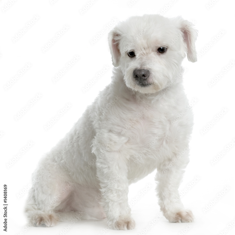 bichon maltais