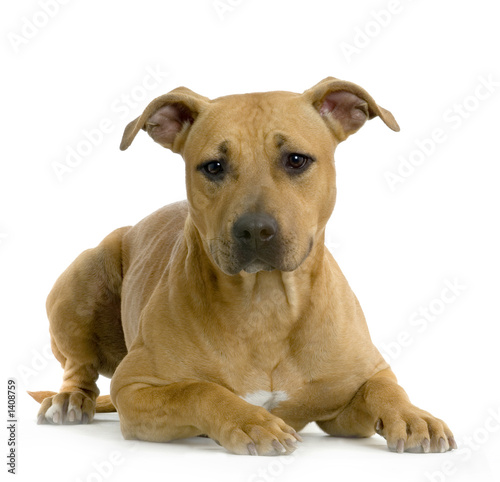 american staffordshire terrier