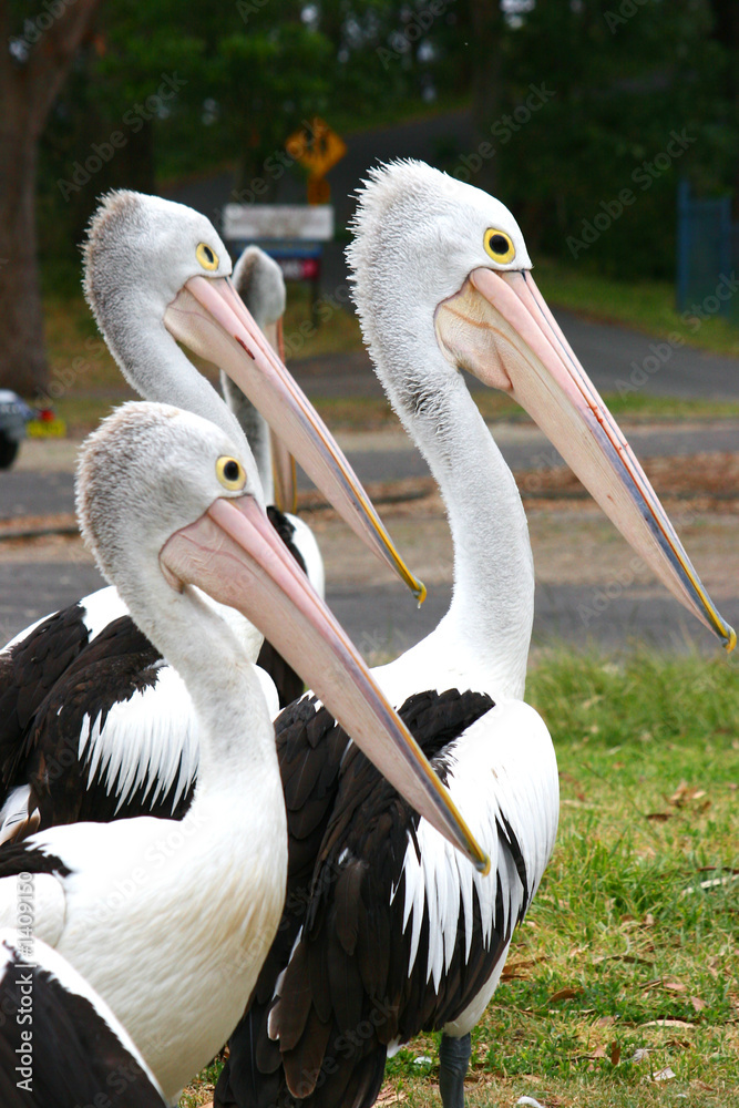 pelicans at nelson bay