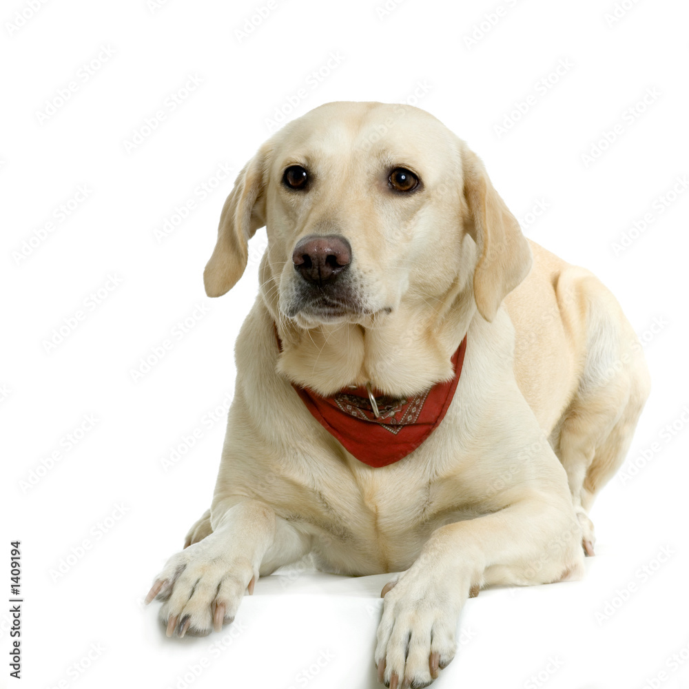 labrador labrador