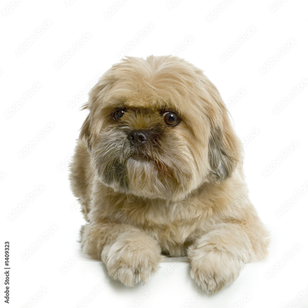 shi-tzu shi-tzu