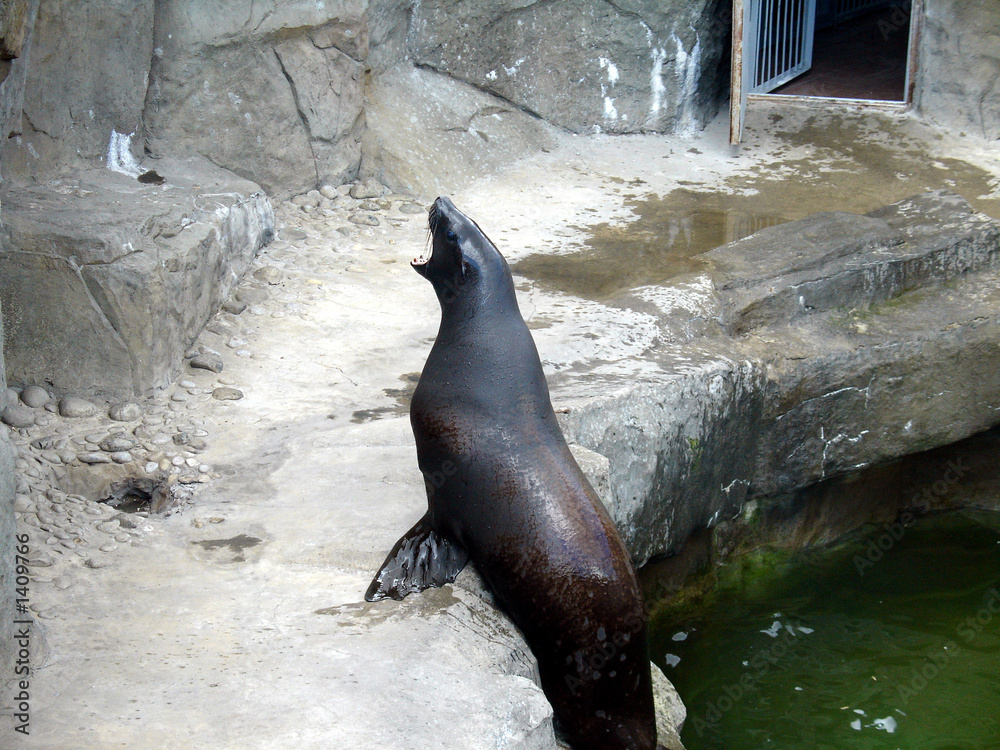 Fototapeta premium fur seal