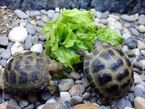 turtles