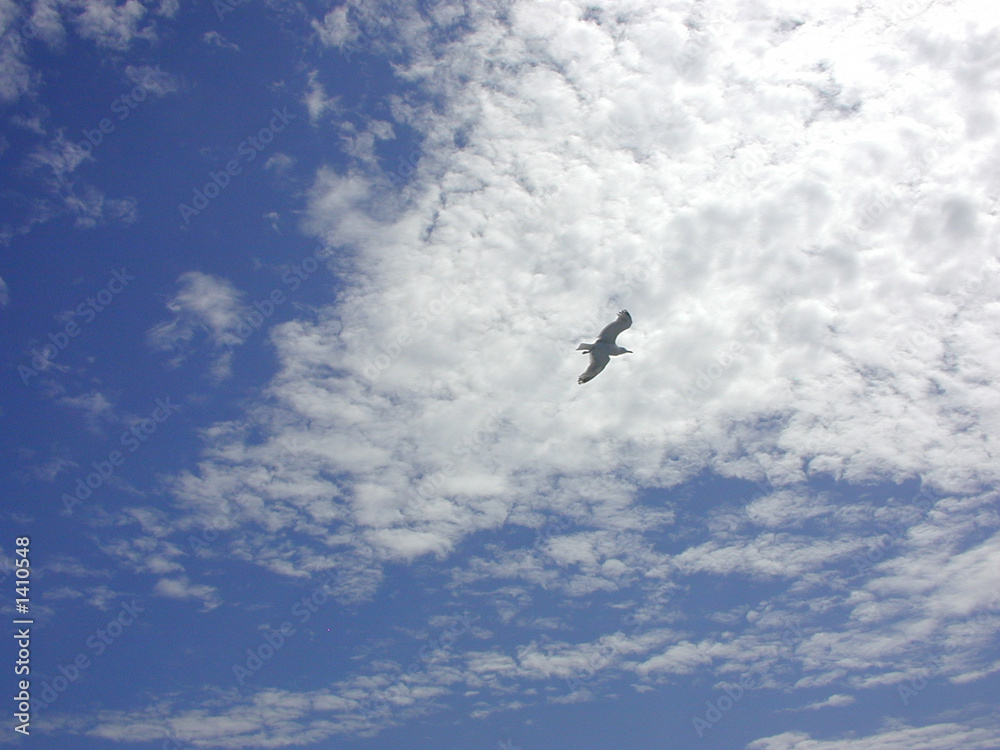 seagull against the clouds
