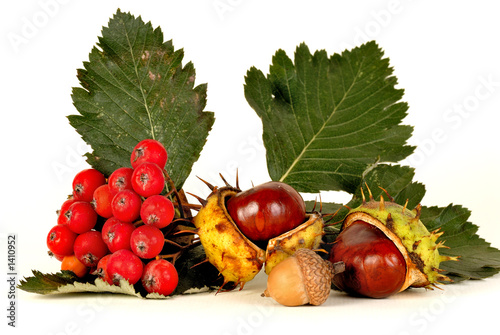 rowan & chestnut photo