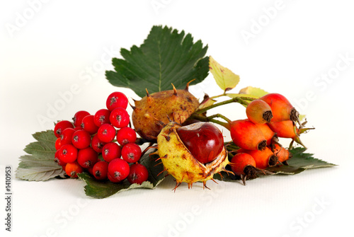rowan&dogrose&chestnut photo