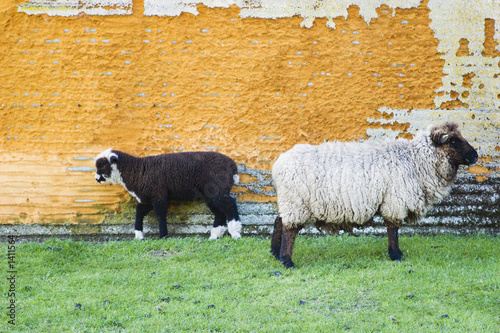 two sheep photo