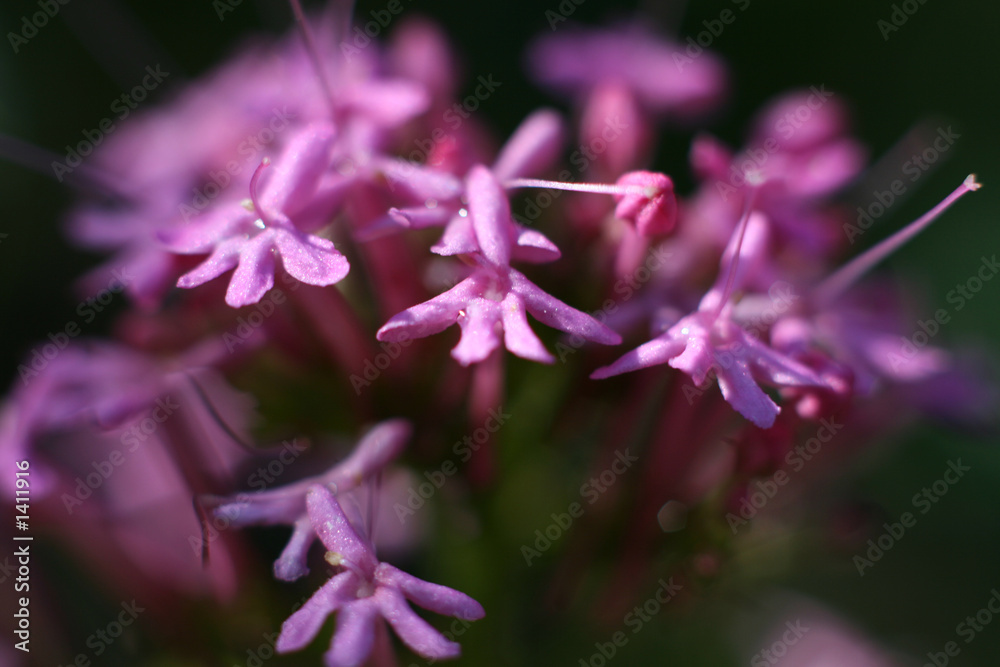 purple flowers purple flowers