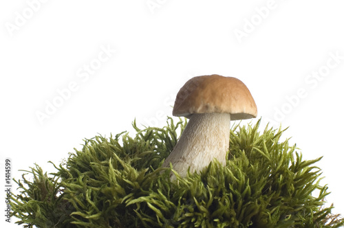 mushroom