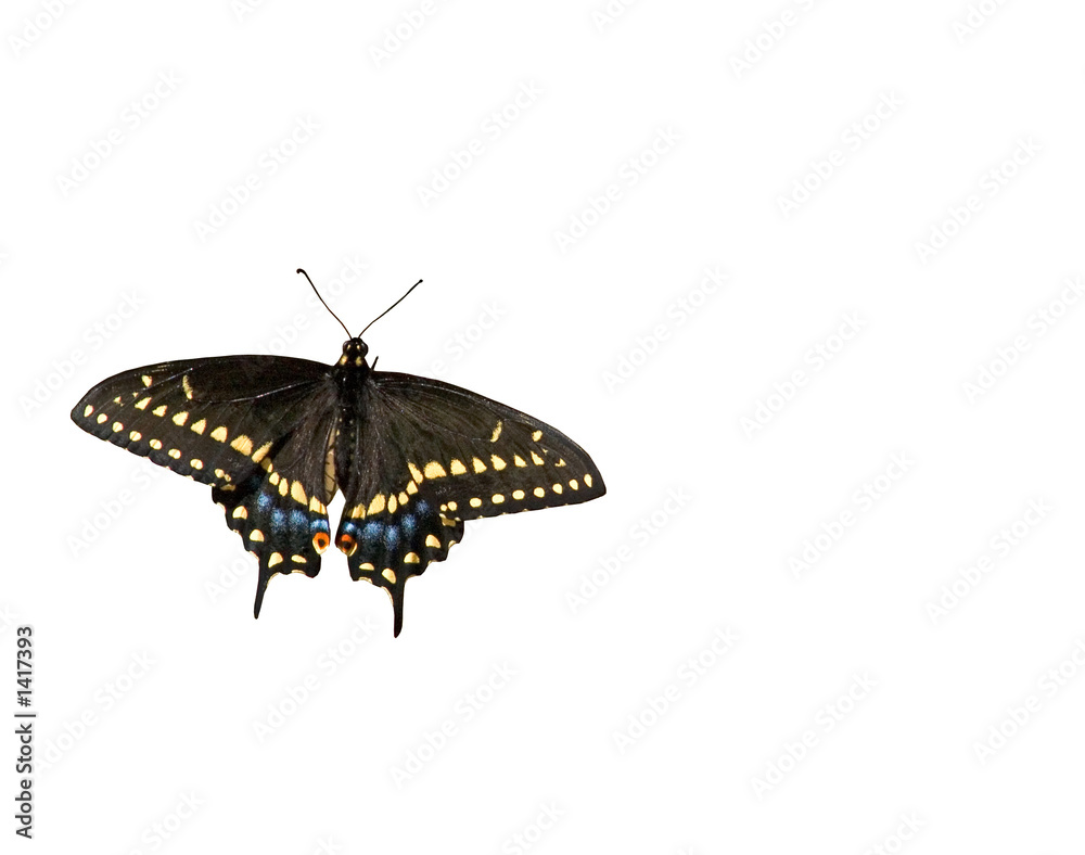Obraz premium eastern tiger swallowtail